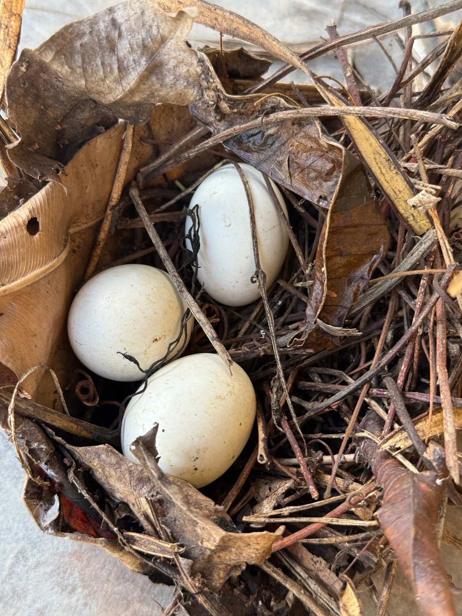 A hidden nest with three white eggs in the undergrowth