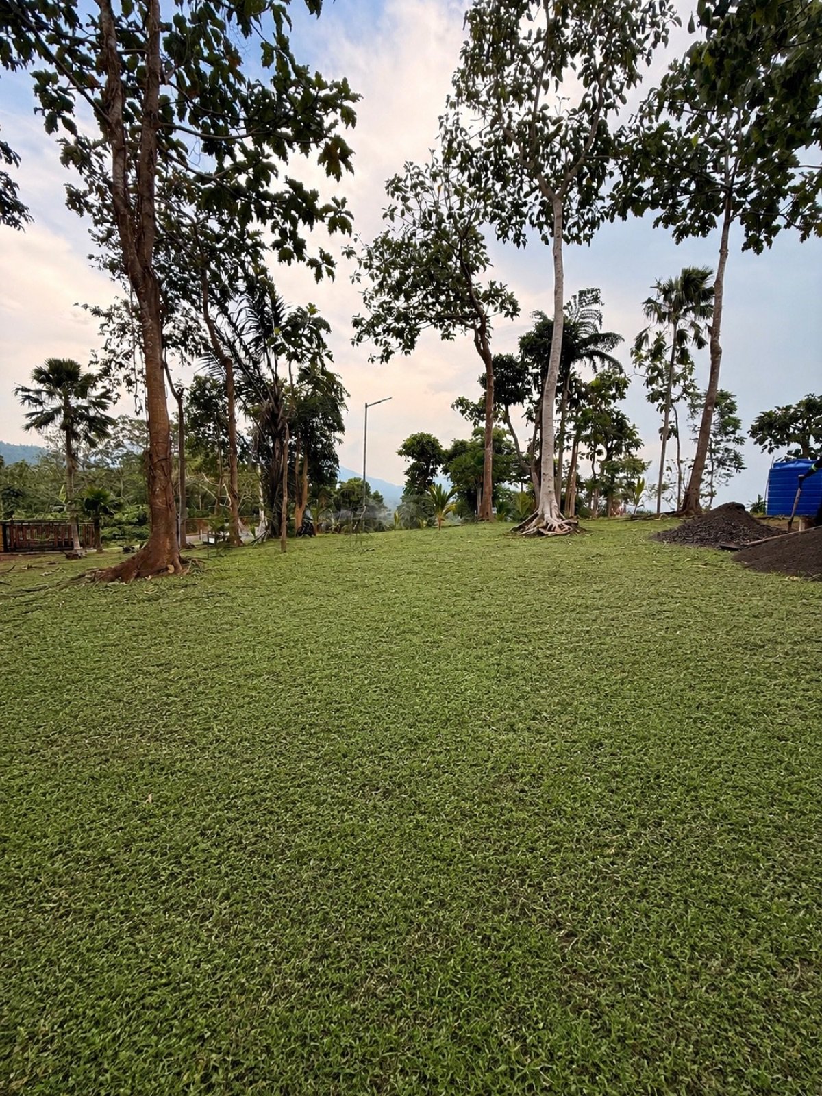 Carpet grass lawn under the trees
