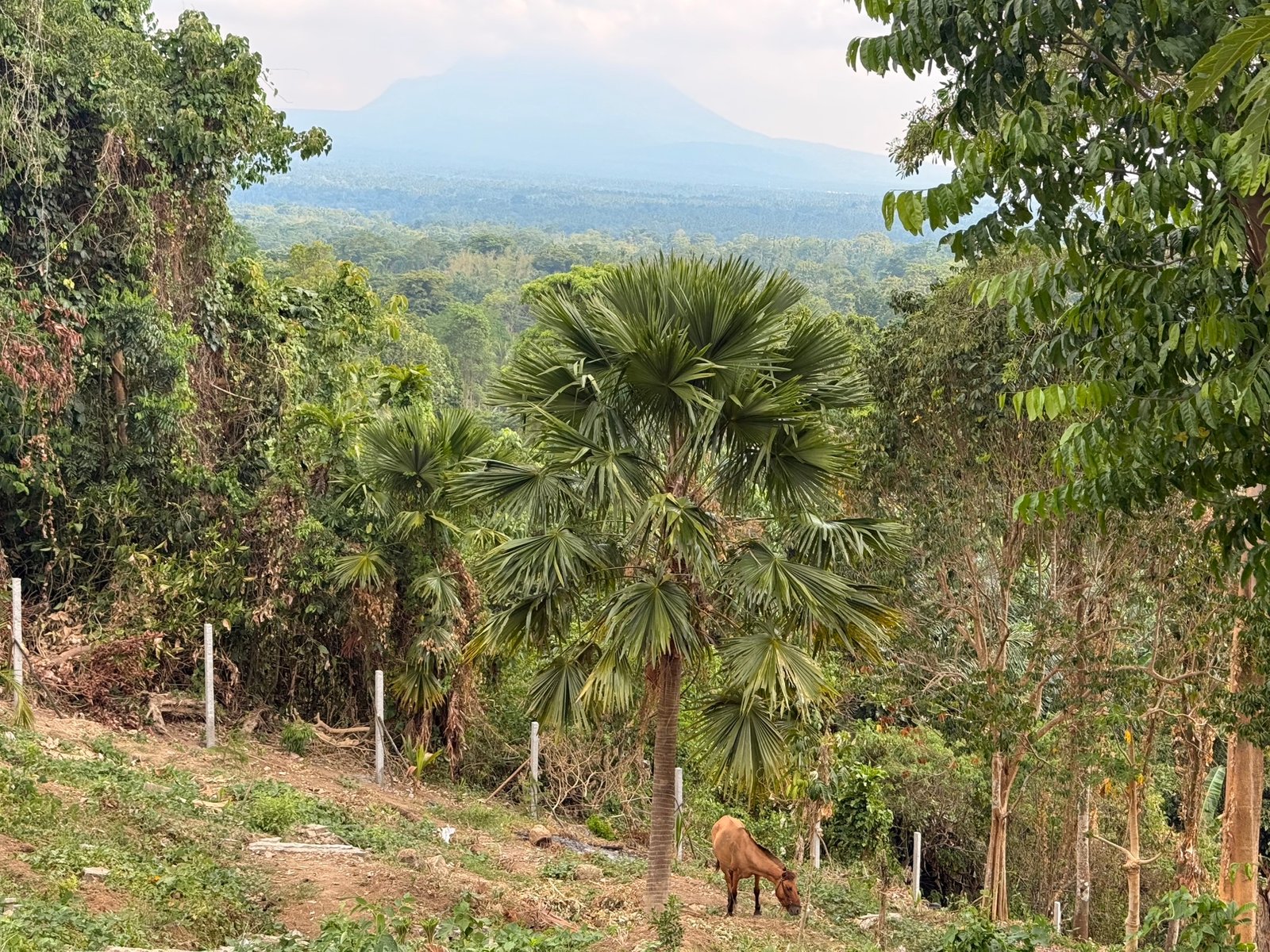 Anahaw palm crowns above the ridge slope