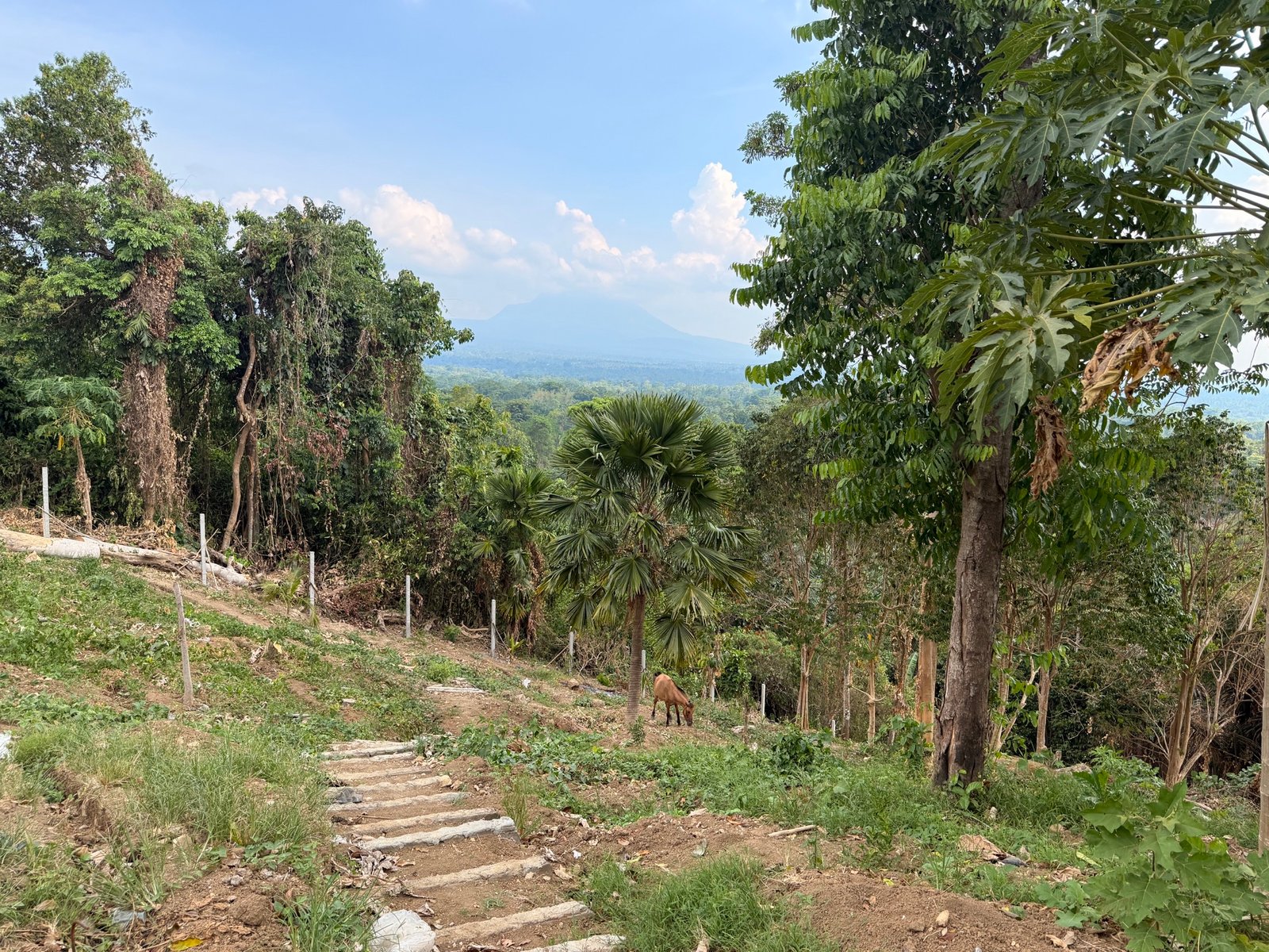 Stone steps descending past anahaw palms toward a hazy Mount Banahaw, a horse grazing on the slope