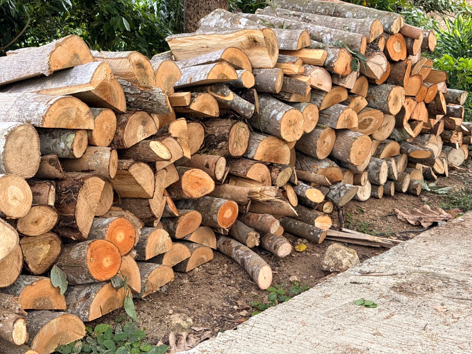 Fresh-cut firewood stacked along the farm path